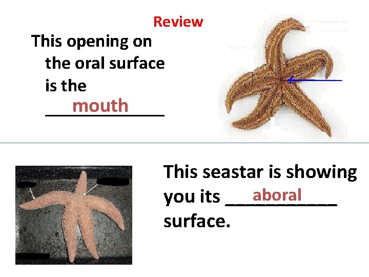 Review This opening on the oral surface is the mouth _______ This seastar is