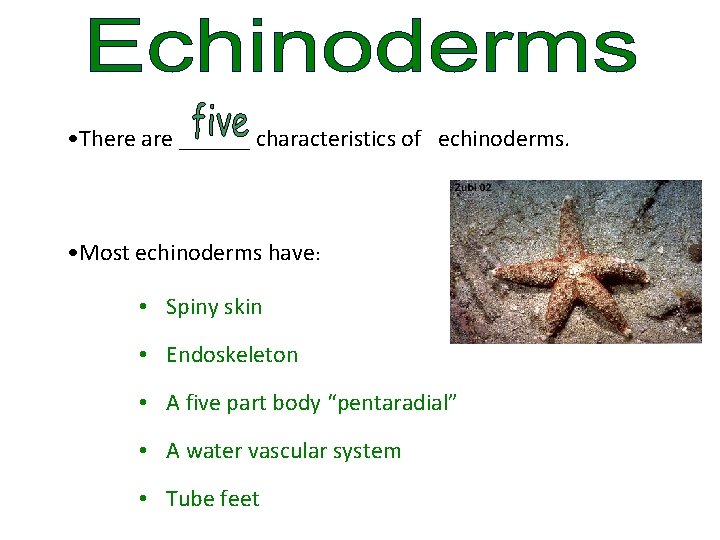  • There are ______ characteristics of echinoderms. • Most echinoderms have: • Spiny