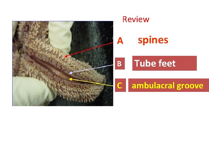 Review A spines B Tube feet C ambulacral groove 