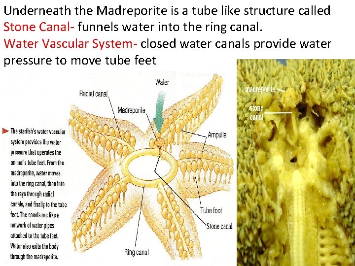 Underneath the Madreporite is a tube like structure called Stone Canal- funnels water into