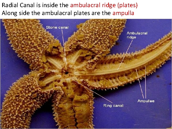 Radial Canal is inside the ambulacral ridge (plates) Along side the ambulacral plates are