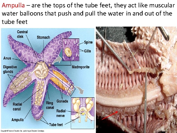 Ampulla – are the tops of the tube feet, they act like muscular water