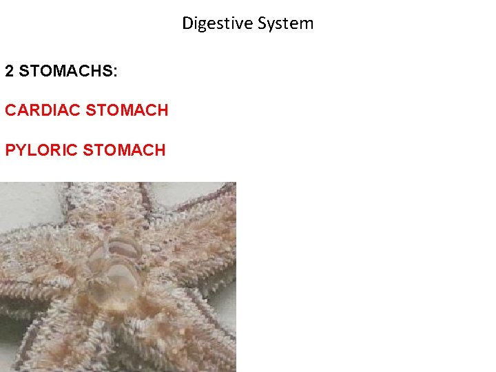 Digestive System 2 STOMACHS: CARDIAC STOMACH PYLORIC STOMACH 