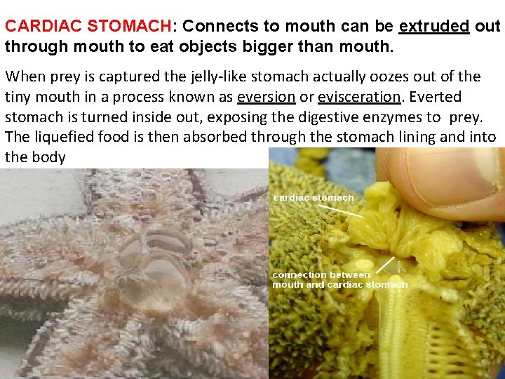 CARDIAC STOMACH: Connects to mouth can be extruded out through mouth to eat objects