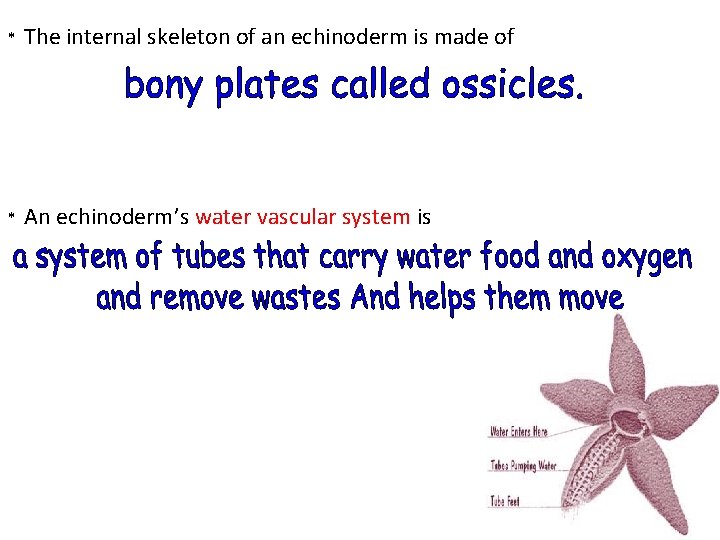 * The internal skeleton of an echinoderm is made of * An echinoderm’s water