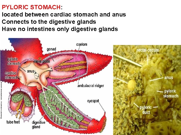 PYLORIC STOMACH: located between cardiac stomach and anus Connects to the digestive glands Have