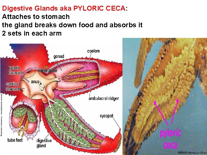 Digestive Glands aka PYLORIC CECA: Attaches to stomach the gland breaks down food and