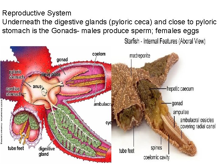 Reproductive System Underneath the digestive glands (pyloric ceca) and close to pyloric stomach is