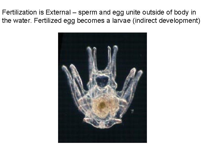 Fertilization is External – sperm and egg unite outside of body in the water.