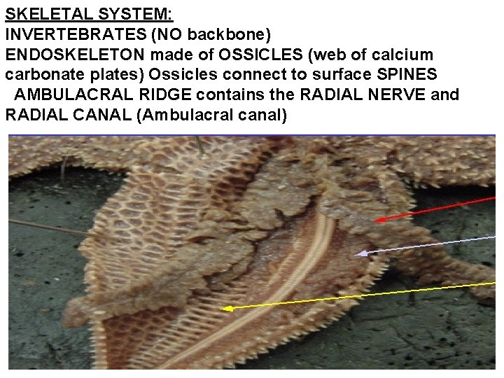 SKELETAL SYSTEM: INVERTEBRATES (NO backbone) ENDOSKELETON made of OSSICLES (web of calcium carbonate plates)