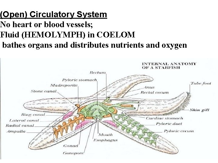 (Open) Circulatory System No heart or blood vessels; Fluid (HEMOLYMPH) in COELOM bathes organs