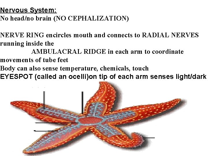 Nervous System: No head/no brain (NO CEPHALIZATION) NERVE RING encircles mouth and connects to