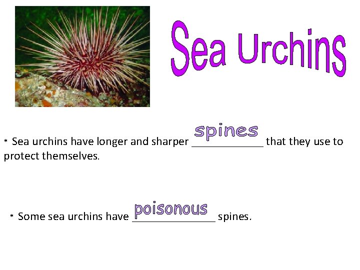 Sea urchins have longer and sharper ______ that they use to protect themselves. *