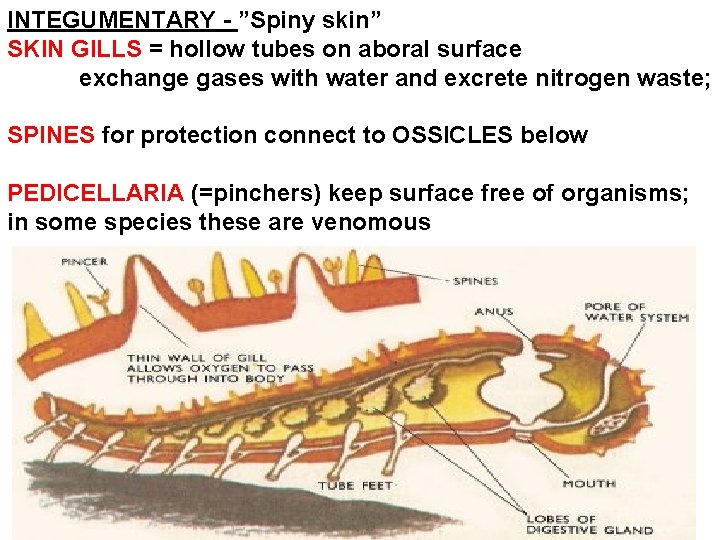 INTEGUMENTARY - ”Spiny skin” SKIN GILLS = hollow tubes on aboral surface exchange gases