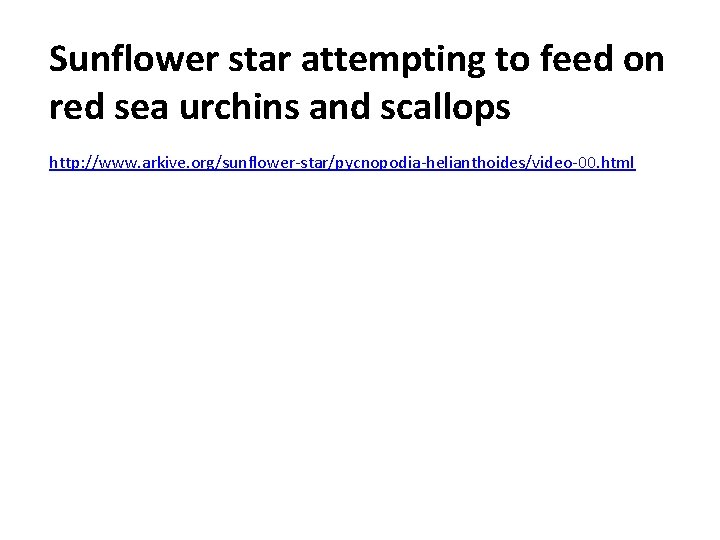 Sunflower star attempting to feed on red sea urchins and scallops http: //www. arkive.