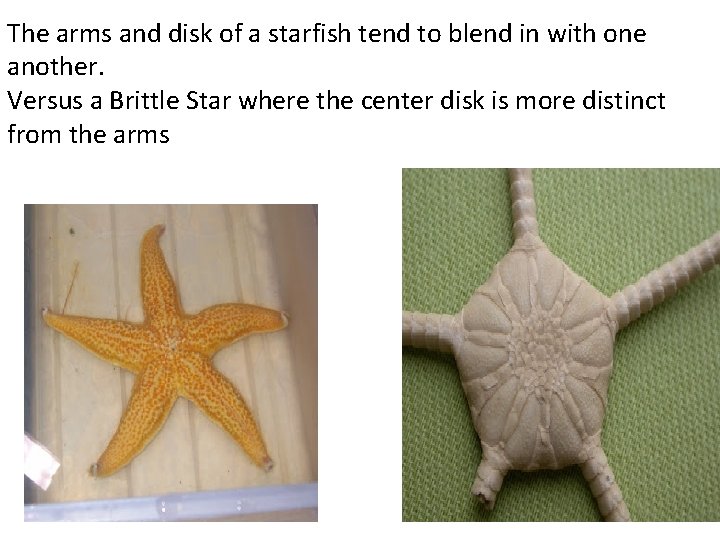 The arms and disk of a starfish tend to blend in with one another.