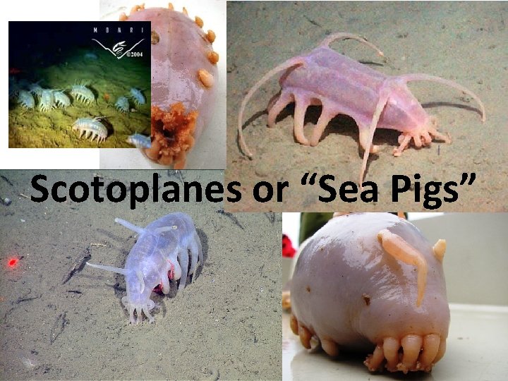 Scotoplanes or “Sea Pigs” 