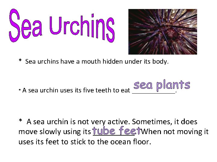 * Sea urchins have a mouth hidden under its body. *A sea urchin uses