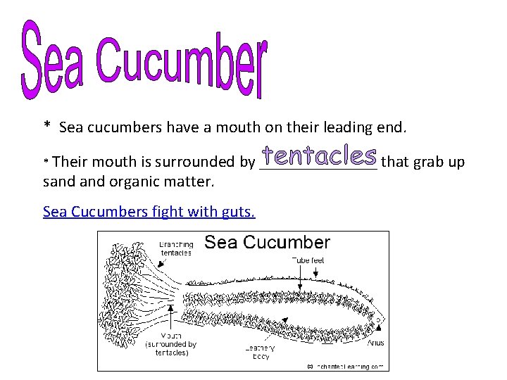 * Sea cucumbers have a mouth on their leading end. * Their mouth is