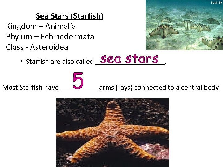 Sea Stars (Starfish) Kingdom – Animalia Phylum – Echinodermata Class - Asteroidea * Starfish