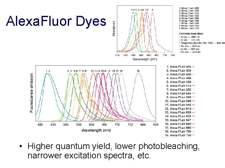 Alexa. Fluor Dyes • Higher quantum yield, lower photobleaching, narrower excitation spectra, etc. 