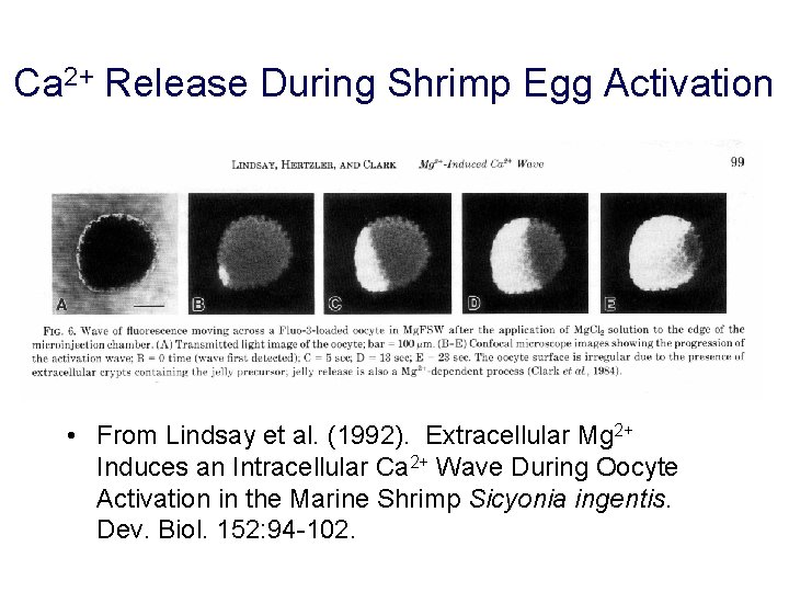 Ca 2+ Release During Shrimp Egg Activation • From Lindsay et al. (1992). Extracellular