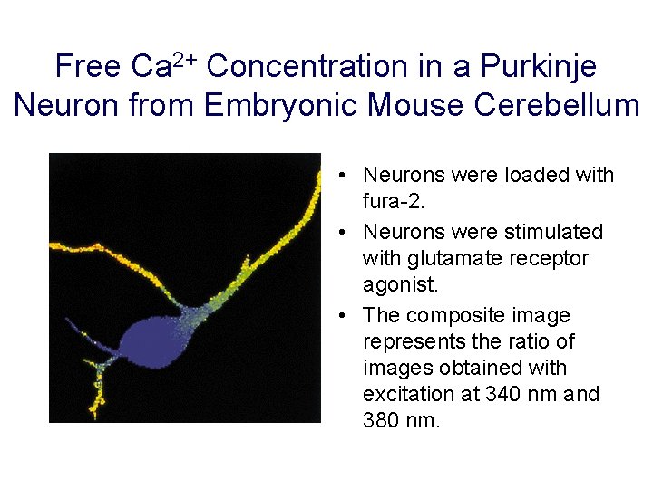 Free Ca 2+ Concentration in a Purkinje Neuron from Embryonic Mouse Cerebellum • Neurons