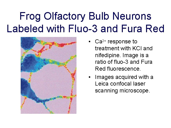 Frog Olfactory Bulb Neurons Labeled with Fluo-3 and Fura Red • Ca 2+ response