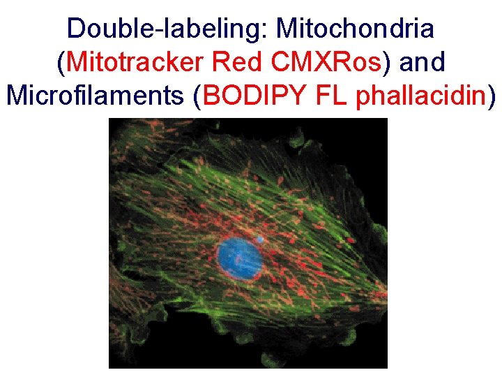 Double-labeling: Mitochondria (Mitotracker Red CMXRos) and Microfilaments (BODIPY FL phallacidin) 