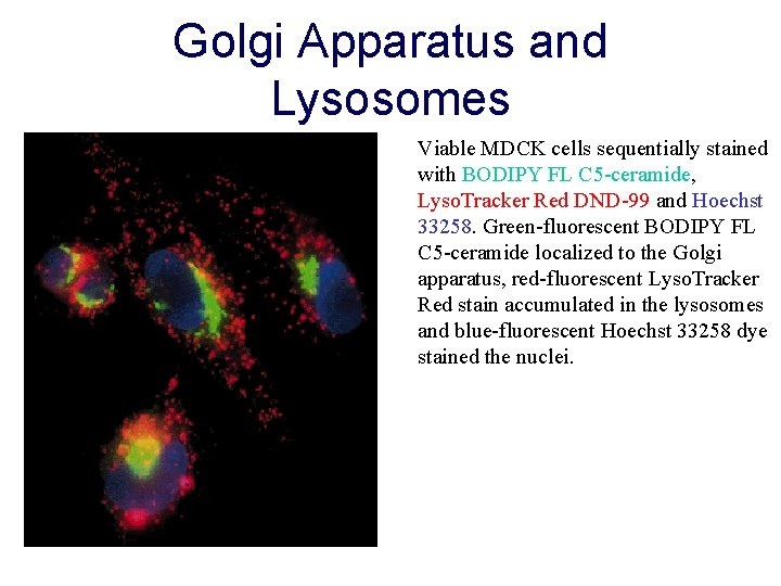 Golgi Apparatus and Lysosomes Viable MDCK cells sequentially stained with BODIPY FL C 5