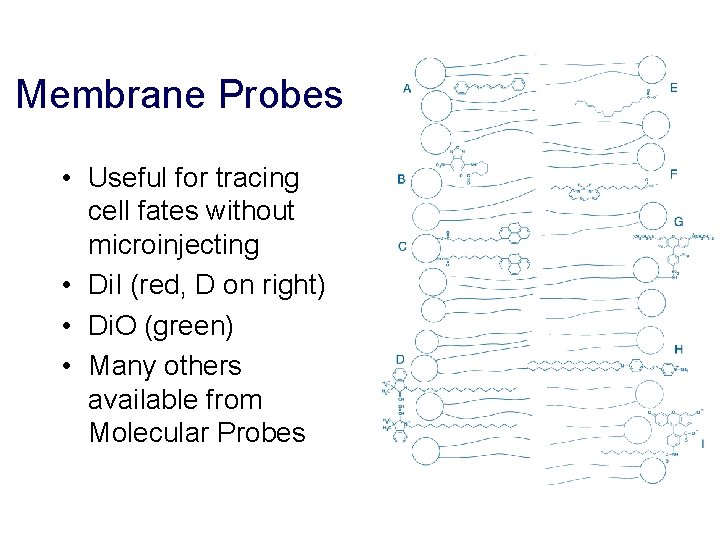 Membrane Probes • Useful for tracing cell fates without microinjecting • Di. I (red,