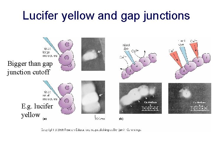 Lucifer yellow and gap junctions Bigger than gap junction cutoff E. g. lucifer yellow