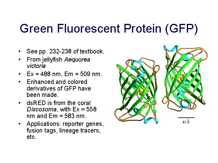 Green Fluorescent Protein (GFP) • See pp. 232 -238 of textbook. • From jellyfish