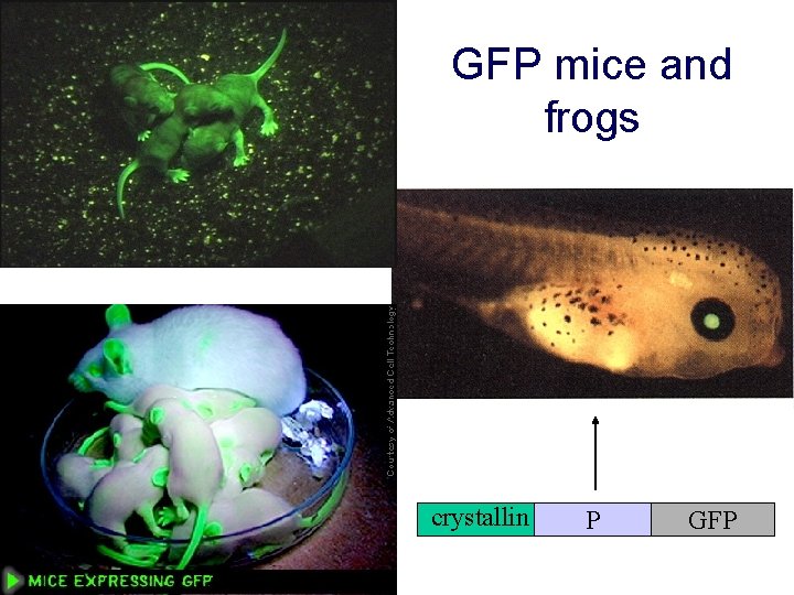 GFP mice and frogs crystallin P GFP 