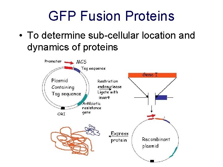 GFP Fusion Proteins • To determine sub-cellular location and dynamics of proteins 