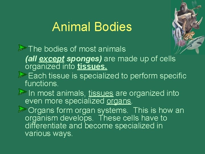 Animal Bodies The bodies of most animals (all except sponges) are made up of