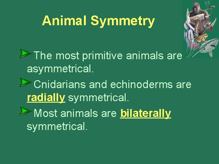 Animal Symmetry The most primitive animals are asymmetrical. Cnidarians and echinoderms are radially symmetrical. Animal Symmetry The most primitive animals are asymmetrical. Cnidarians and echinoderms are radially symmetrical.