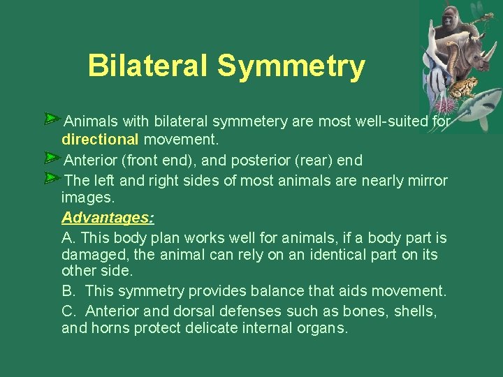 Bilateral Symmetry Animals with bilateral symmetery are most well-suited for directional movement. Anterior (front