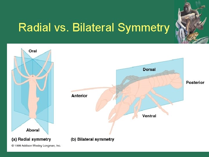 Radial vs. Bilateral Symmetry 