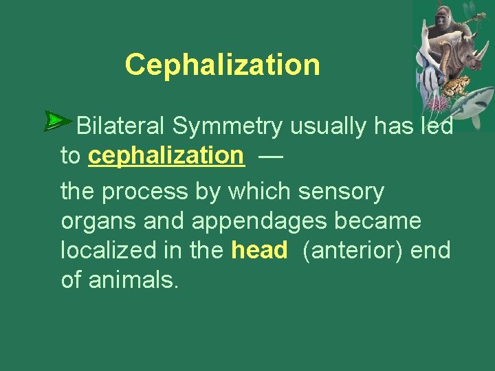 Cephalization Bilateral Symmetry usually has led to cephalization — the process by which sensory