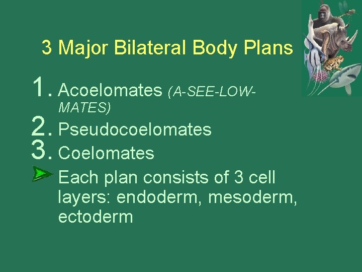 3 Major Bilateral Body Plans 1. Acoelomates (A-SEE-LOWMATES) 2. Pseudocoelomates 3. Coelomates Each plan