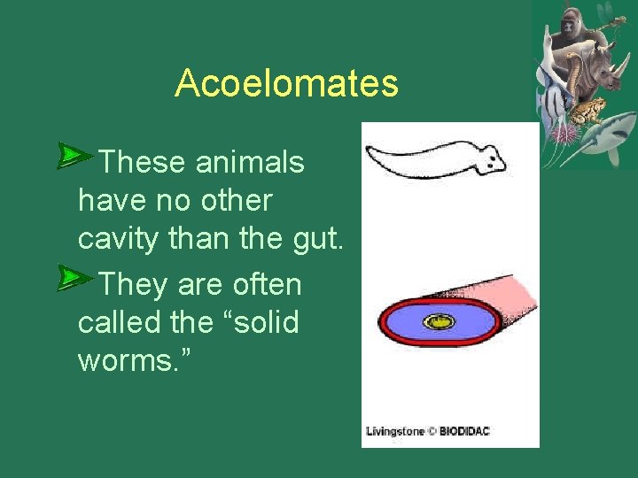 Acoelomates These animals have no other cavity than the gut. They are often called Acoelomates These animals have no other cavity than the gut. They are often called