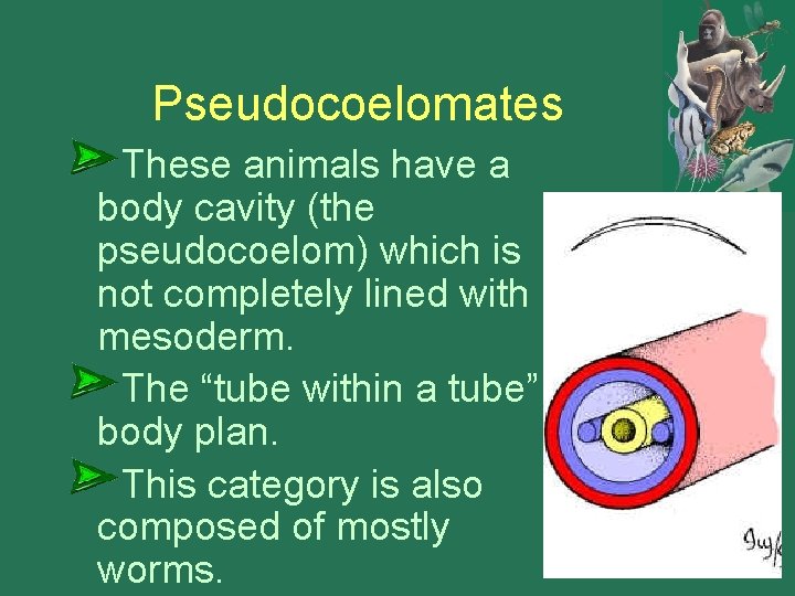 Pseudocoelomates These animals have a body cavity (the pseudocoelom) which is not completely lined