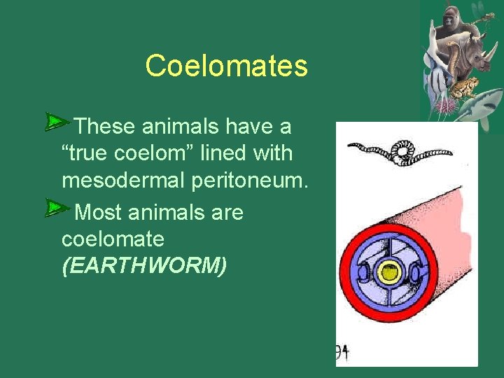 Coelomates These animals have a “true coelom” lined with mesodermal peritoneum. Most animals are