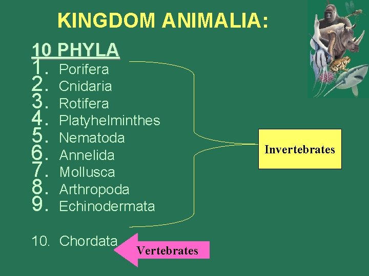 KINGDOM ANIMALIA: 10 PHYLA 1. 2. 3. 4. 5. 6. 7. 8. 9. Porifera