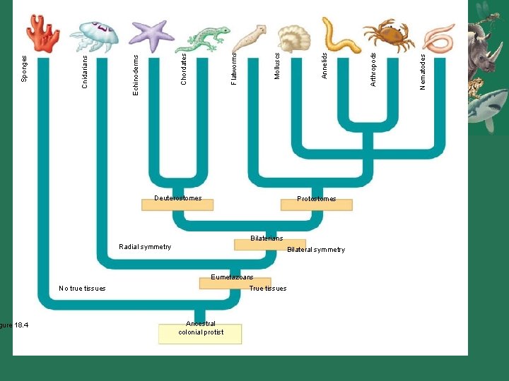 Protostomes Bilaterians Radial symmetry Bilateral symmetry Eumetazoans No true tissues True tissues Ancestral colonial