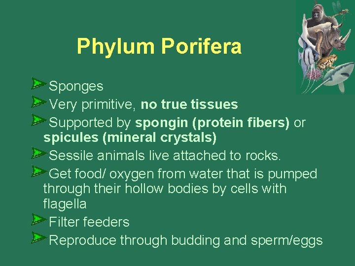 Phylum Porifera Sponges Very primitive, no true tissues Supported by spongin (protein fibers) or