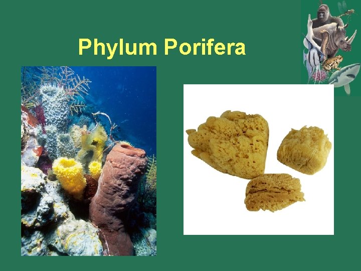 Phylum Porifera Phylum Porifera
