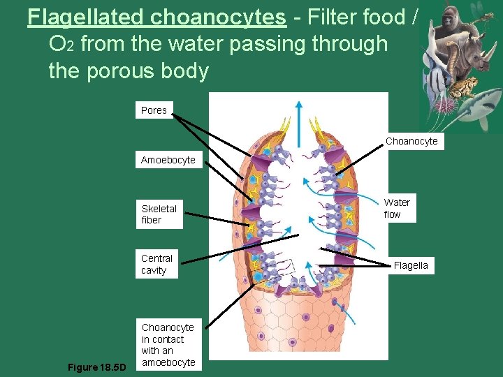 Flagellated choanocytes - Filter food / O 2 from the water passing through the