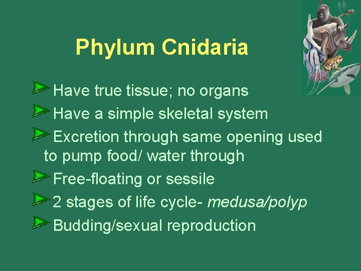 Phylum Cnidaria Have true tissue; no organs Have a simple skeletal system Excretion through Phylum Cnidaria Have true tissue; no organs Have a simple skeletal system Excretion through